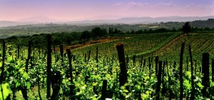San Felice Wine